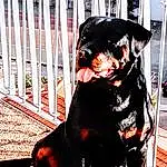 Chien, Race de chien, Carnivore, Chien de compagnie, Museau, Dog Supply, Dog Collar, Fence, Working Animal, Canidae, Poil, Guard Dog, Pet Supply, Collar, Working Dog, FenÃªtre, Fang, Hunting Dog, Non-sporting Group