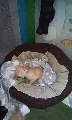 Nom Chihuahua Chien Nala