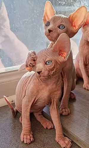 Sphynx Chat Tagada Just For Love