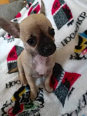 Nom Chihuahua Chien Hugo