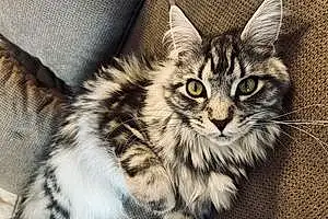 Nom Maine Coon Chat Molly
