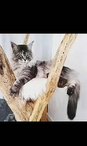 Maine Coon Chat Pongo