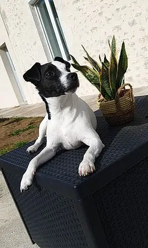 Jack Russell Chien Paco