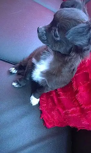 Nom Chihuahua Chien Jenka