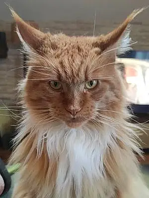 Maine Coon Chat Pepito