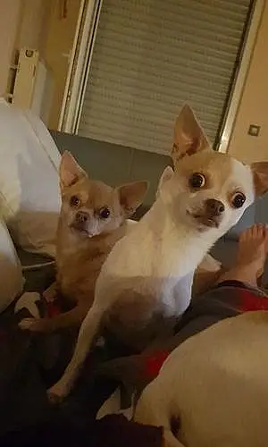 Nom Chihuahua Chien Marvin