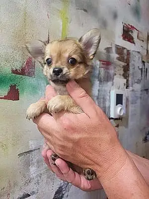 Nom Chihuahua Chien Gucci