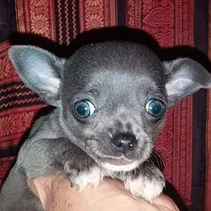 Nom Chihuahua Chien Chipy