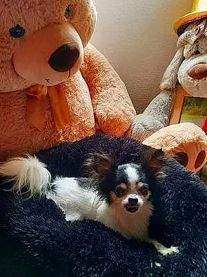 Chihuahua Chien Leila