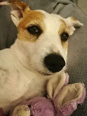 Nom Jack Russell Chien Indra