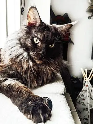 Maine Coon Chat Opie