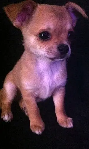 Chihuahua Chien Youki