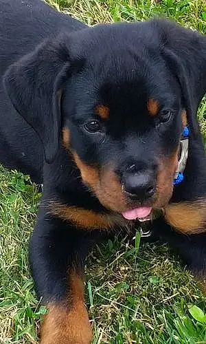 Rottweiler Chien Angy