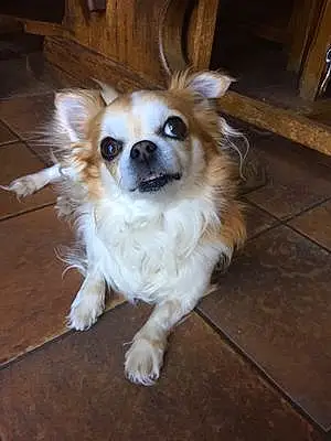 Nom Chihuahua Chien Ippy
