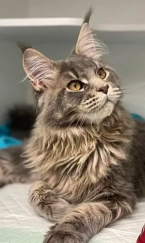 Maine Coon Chat Thunder
