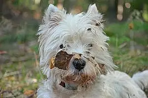 Nom West Highland White Terrier Chien Horace