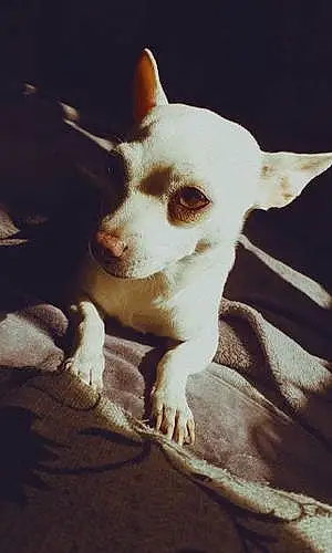 Nom Chihuahua Chien Kéna