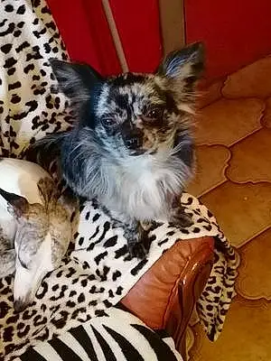 Nom Chihuahua Chien Darling