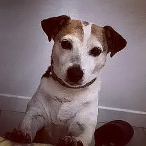Nom Jack Russell Chien Fifty