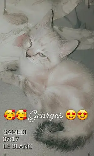 Nom Chat George