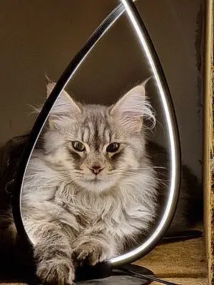 Maine Coon Chat Simba