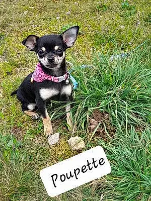 Chihuahua Chien Poupette