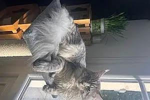 Hiver Maine Coon Chat Thanos