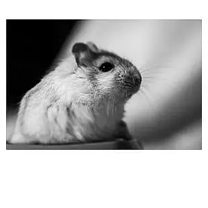 Hamster Russe Kiwi