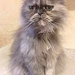 Chat, Small To Medium-sized Cats, Felidae, Moustaches, Domestic Long-haired Cat, Asian Semi-longhair, Chatons, British Longhair, Carnivore, British Semi-longhair, Himalayan, SibÃ©rien, Persan, Museau, Ragamuffin, NorvÃ©gien, Napoleon Cat, Asiatique