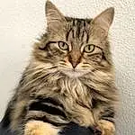 Chat, Yeux, Felidae, Carnivore, Small To Medium-sized Cats, Moustaches, Terrestrial Animal, Museau, Queue, Domestic Short-haired Cat, Poil, Patte, Maine Coon, LÃ©gende de la photo, Griffe, Assis