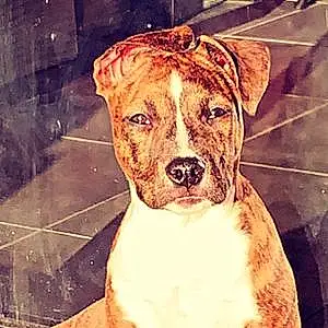 Ruby American Staffordshire Terrier