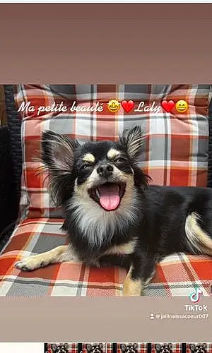 Chihuahua Chien Laly