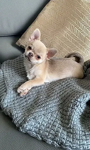 Chihuahua Chien Saya