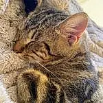 Chat, Felidae, Carnivore, Small To Medium-sized Cats, Moustaches, Terrestrial Animal, Museau, Herbe, Close-up, Queue, Comfort, Domestic Short-haired Cat, Griffe, Poil, Patte, Sieste, Sleep
