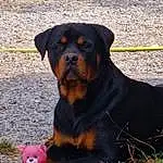 Chien, Carnivore, Faon, Jouets, Race de chien, Rottweiler, Chien de compagnie, Herbe, Plante, Canidae, Working Animal, Terrestrial Animal, Working Dog, Guard Dog, Landscape, Austrian Black And Tan Hound, Hunting Dog, Chien de chasse