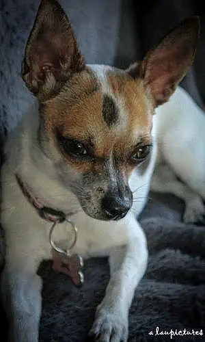 Chihuahua Chien Louna
