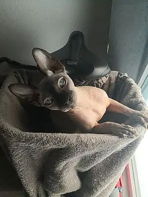 Sphynx Chat Guizmo