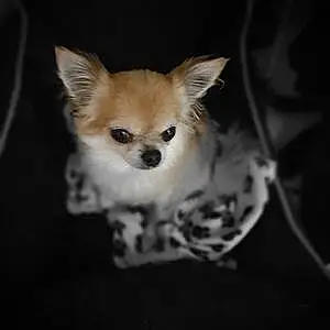 Nom Chihuahua Chien Letty