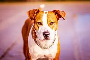 Nom American Staffordshire Terrier Chien Maïa
