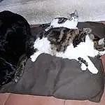 Chat, Comfort, Race de chien, Carnivore, Felidae, Couch, Small To Medium-sized Cats, Chien de compagnie, Moustaches, Queue, Bois, Poil, Domestic Short-haired Cat, Linens, Griffe, Patte, Canidae, Cat Bed