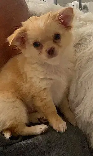 Nom Chihuahua Chien Bambou