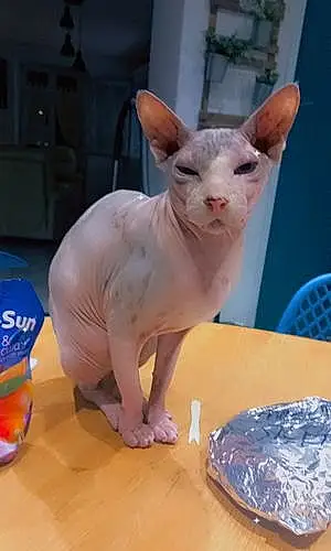 Sphynx Chat E.t