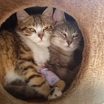 Kitty et Poupette