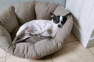Nom Chihuahua Chien Fiona