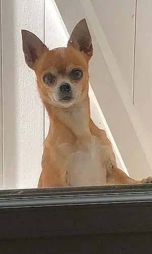 Nom Chihuahua Chien Izzy