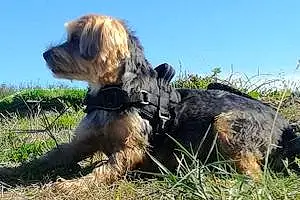 Yorkshire Terrier Chien Hélios