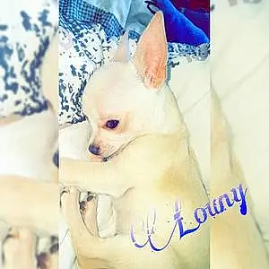 Nom Chihuahua Chien Loony