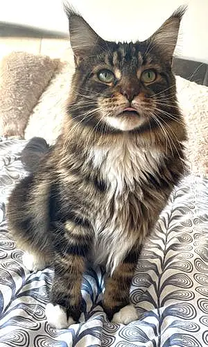 Maine Coon Chat Rio