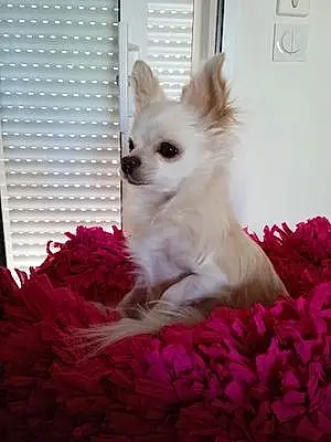 Nom Chihuahua Chien Macaron