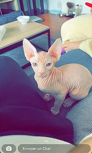 Sphynx Chat Socrate